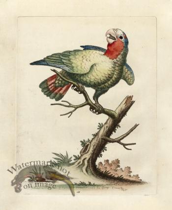 Edwards Parrot 18.jpg